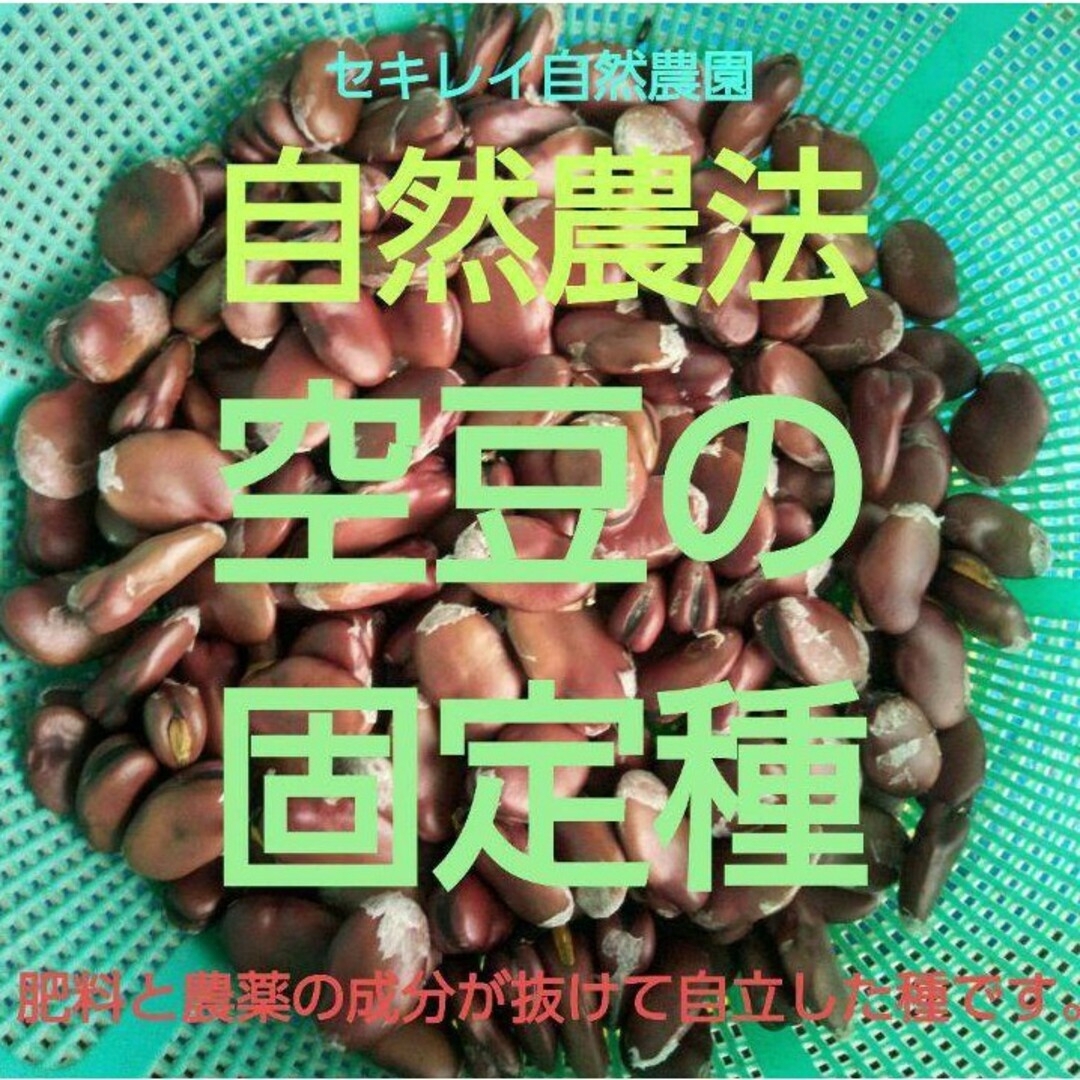 自然農法　空豆の固定種　１０粒～１４粒 食品/飲料/酒の食品(野菜)の商品写真
