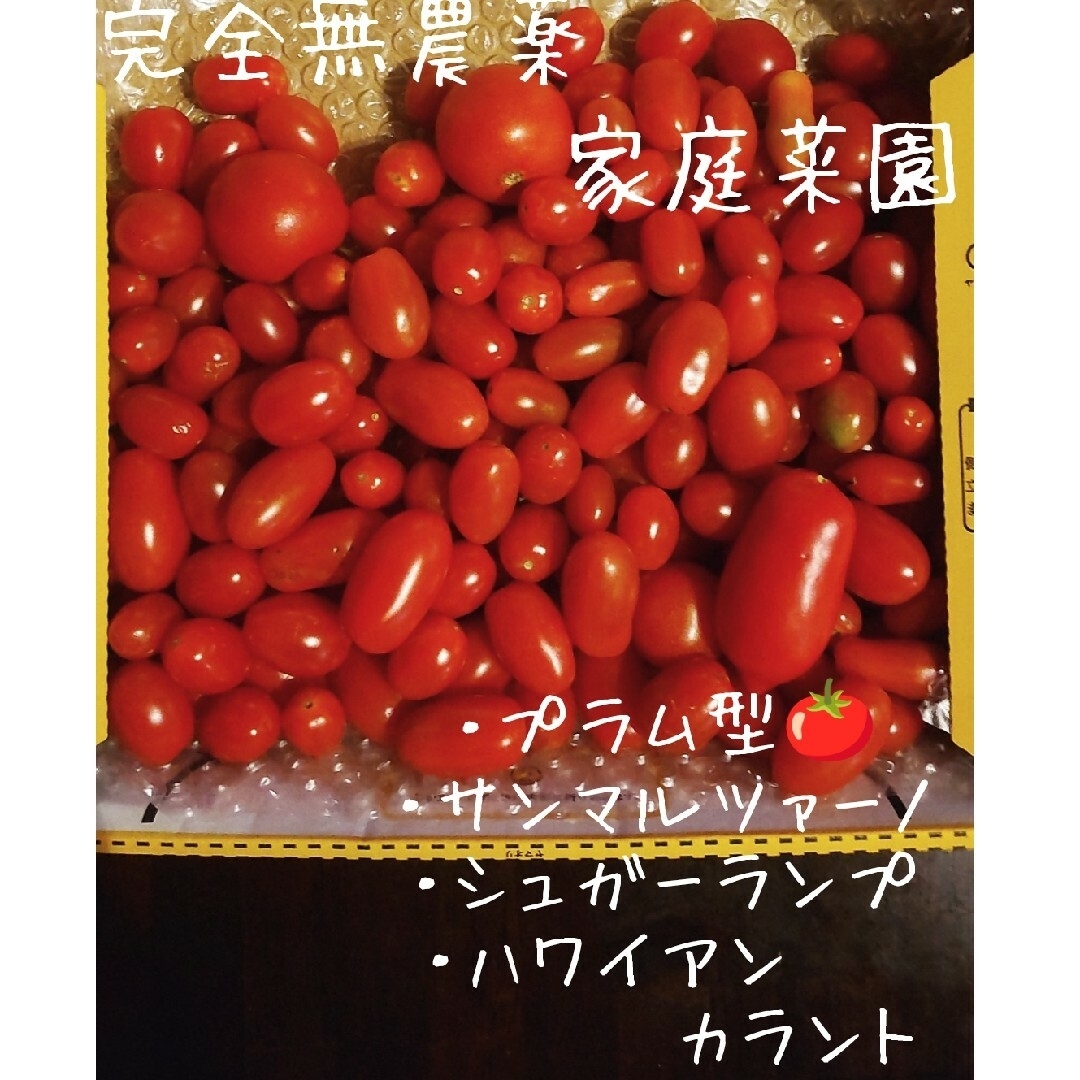 ミニトマト 🍅 いろいろ  🍅 1.1 kg🍅1680 食品/飲料/酒の食品(野菜)の商品写真