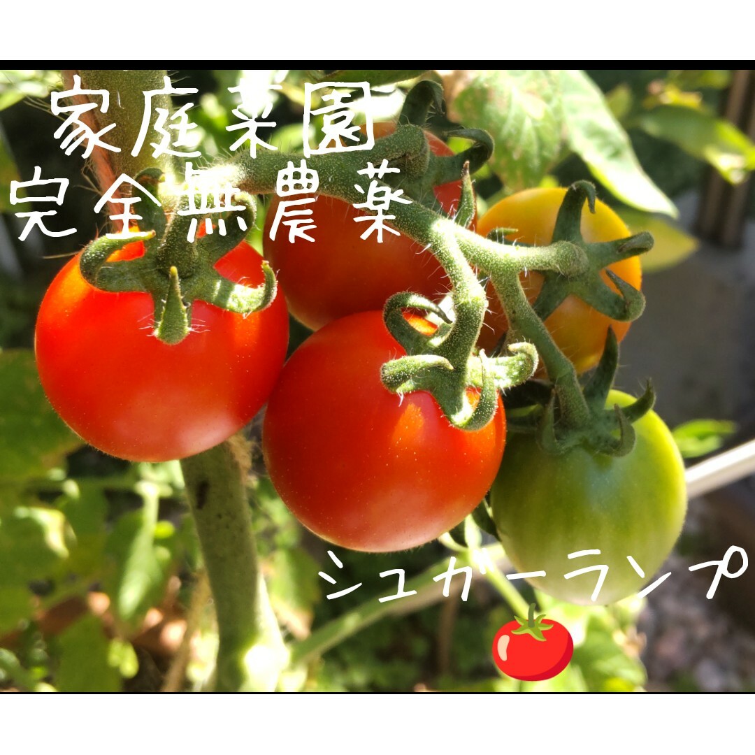 ミニトマト 🍅 いろいろ  🍅 1.1 kg🍅1680 食品/飲料/酒の食品(野菜)の商品写真