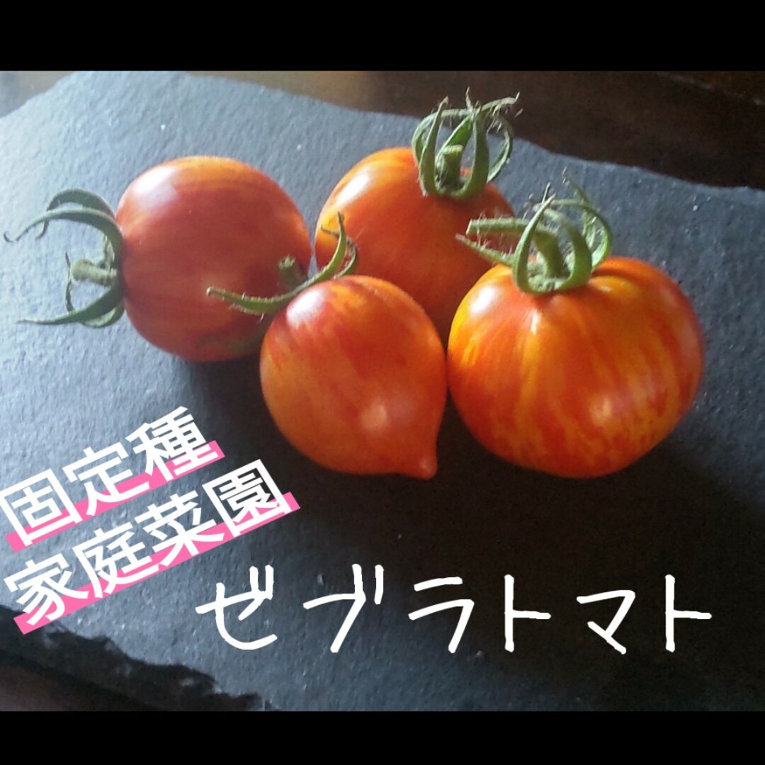 ミニトマト 🍅 いろいろ  🍅 1.1 kg🍅1680 食品/飲料/酒の食品(野菜)の商品写真