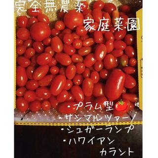 ミニトマト 🍅 いろいろ  🍅 1.1 kg🍅1680(野菜)