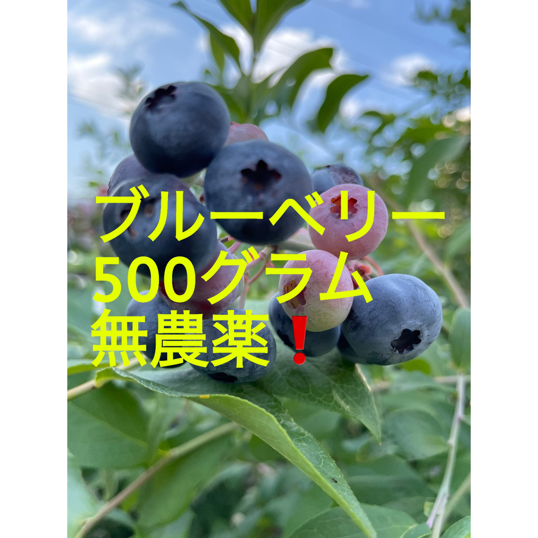 ブルーベリー500グラム 食品/飲料/酒の食品(フルーツ)の商品写真