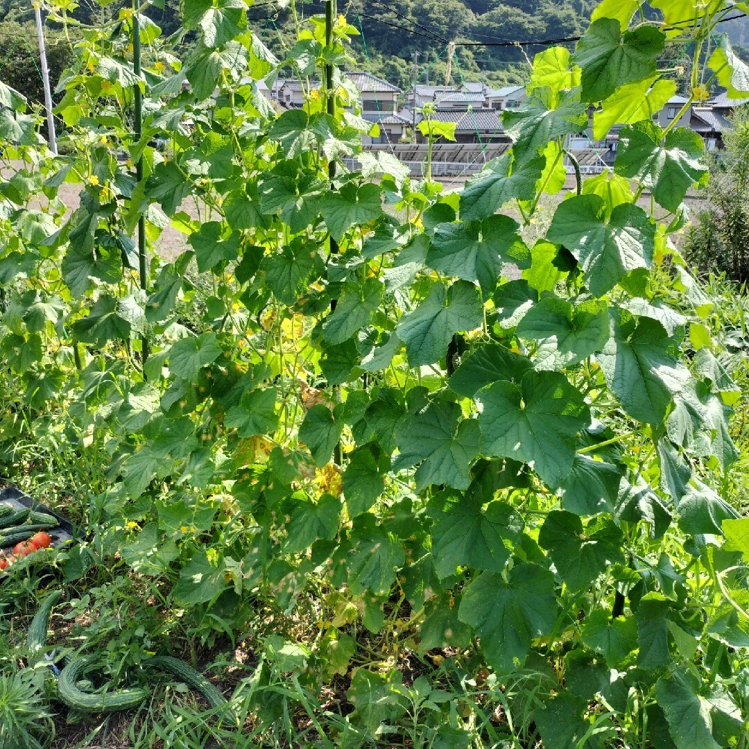 自然農　固定種　野菜　セット　60サイズ 食品/飲料/酒の食品(野菜)の商品写真