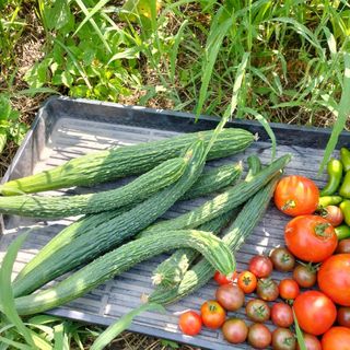 自然農　固定種　野菜　セット　60サイズ(野菜)