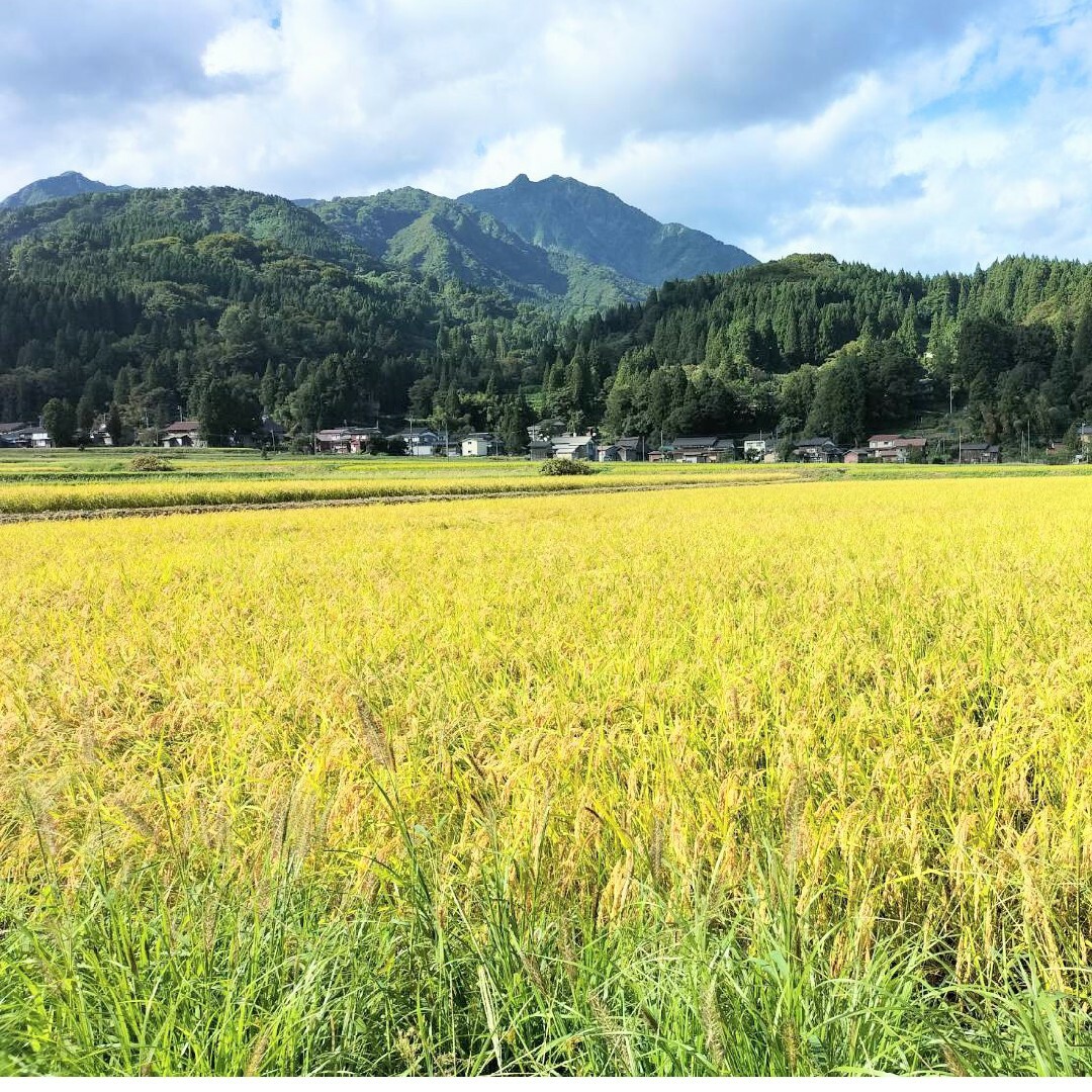 新潟県糸魚川産コシヒカリ☆玄米30キロ-