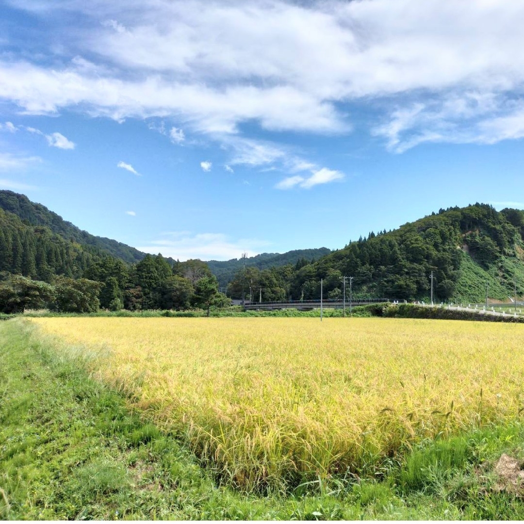 新潟県糸魚川産コシヒカリ☆玄米30キロ - 米/穀物