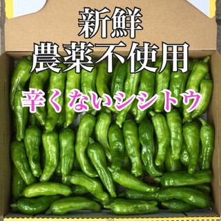 2 ラクマ だけの特別価格 辛くないししとう 300g採れ(野菜)