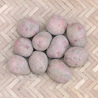 【現物】 秋ジャガイモ用 アンデスレッド（赤）の種芋 (土付) 10個 03(その他)