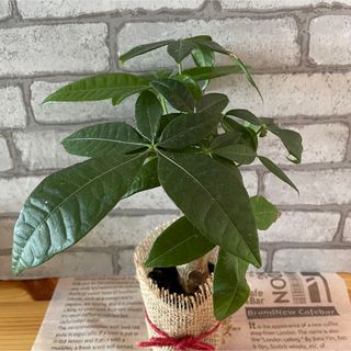 観葉植物 人気で育てやすい  【パキラP】ポットごと  現品(その他)