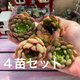 多肉植物　韓国苗盛り合わせ💜　カット苗(その他)