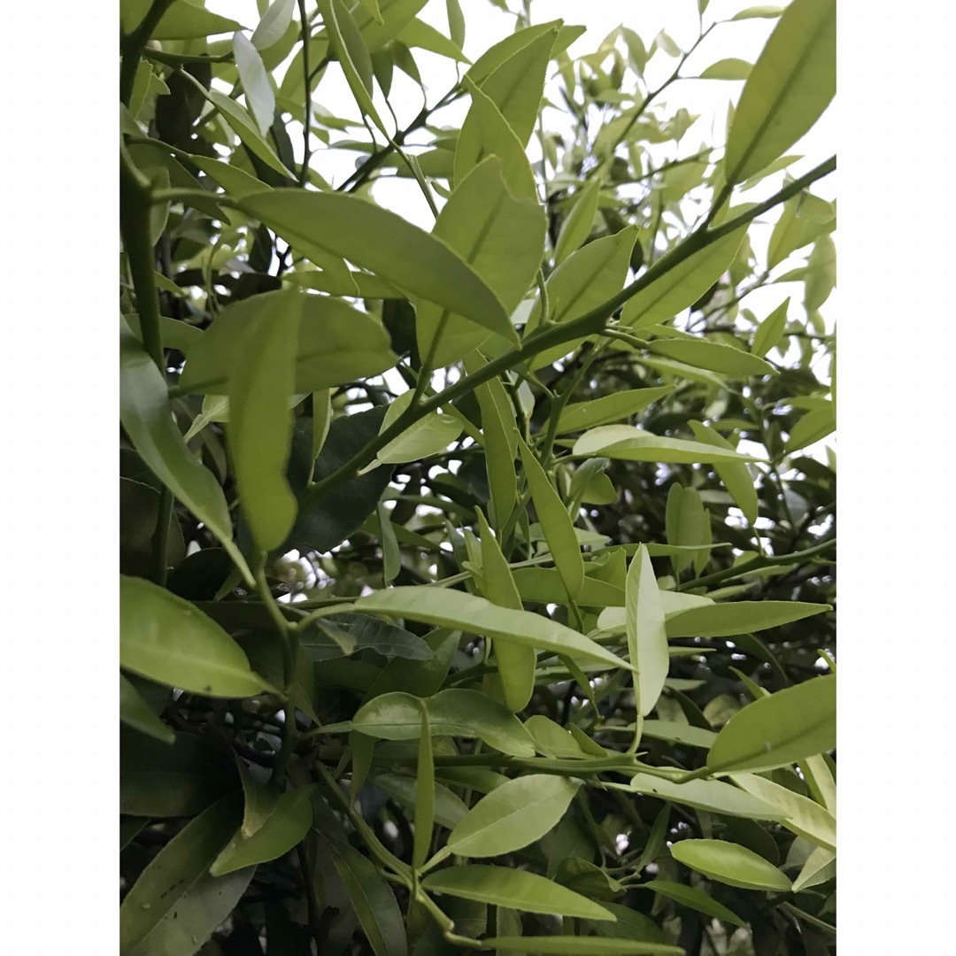 柑橘類の葉っぱ アゲハチョウ幼虫のエサ 150グラム以上 無農薬栽培 虫類用品