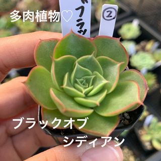 多肉植物♡ブラックオブシディアン　ちび苗ぬき苗②(その他)