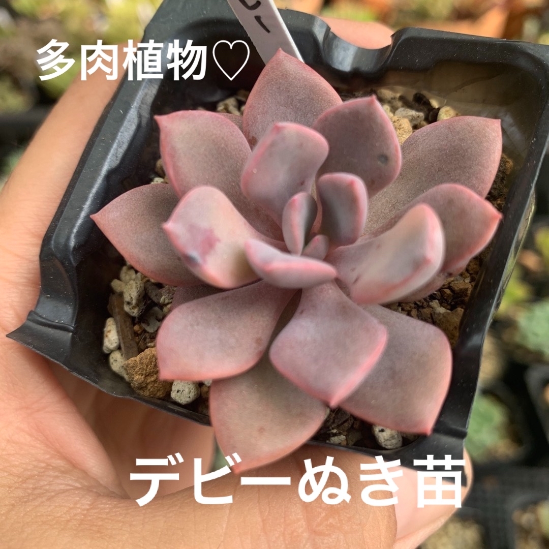 デビー錦　葉挿し苗　多肉植物