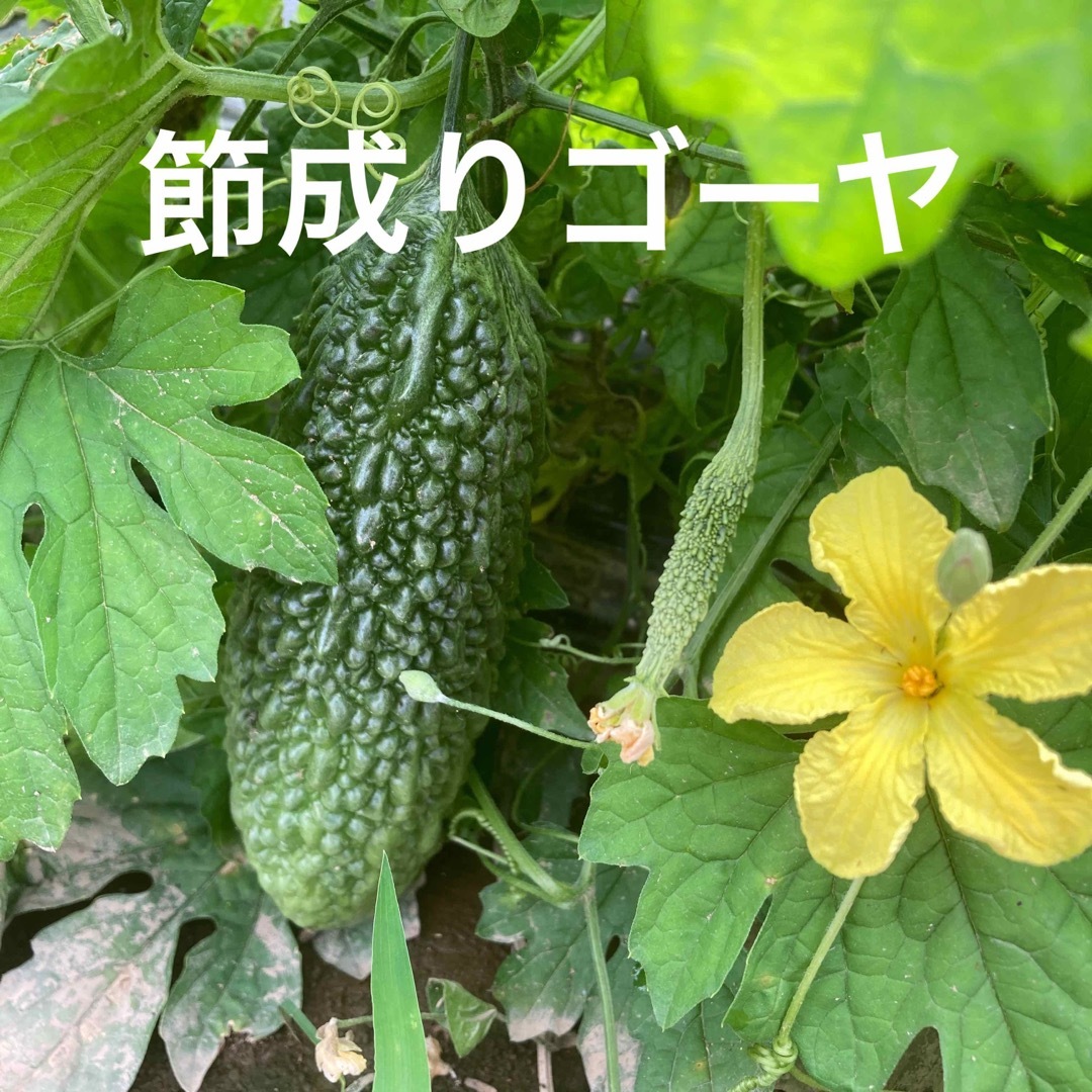 朝採り新鮮野菜詰め合わせ　80サイズ  食品/飲料/酒の食品(野菜)の商品写真