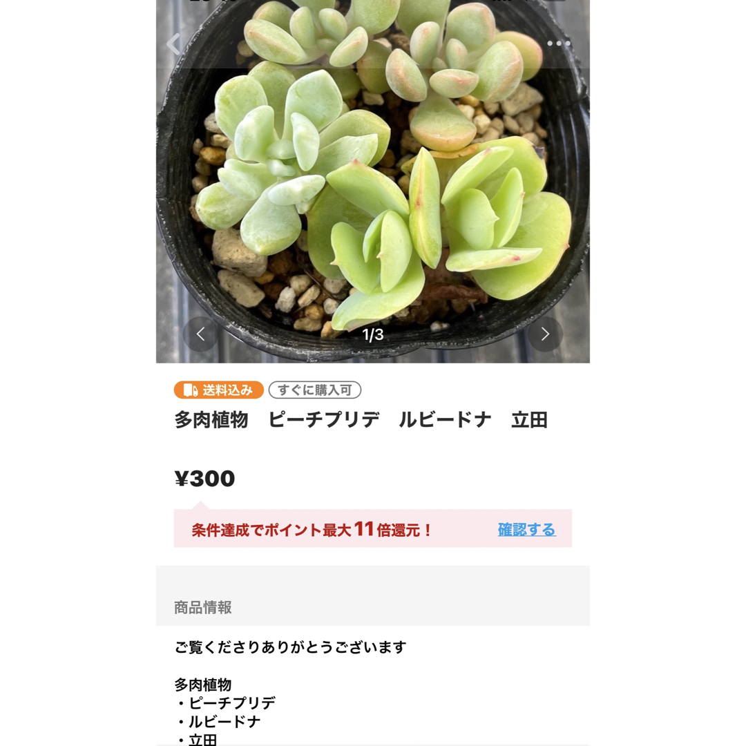 多肉植物　おまとめ ハンドメイドのフラワー/ガーデン(その他)の商品写真