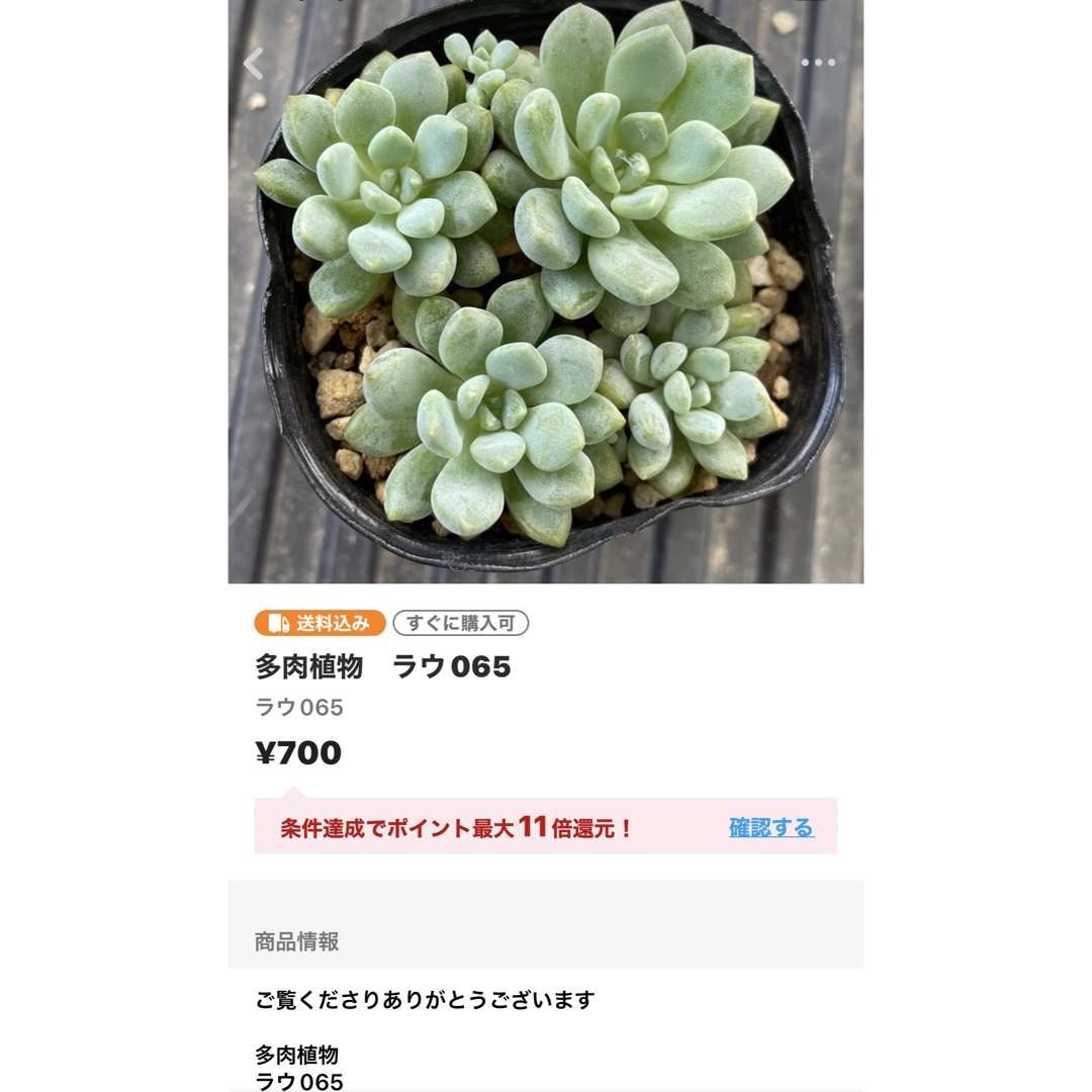 多肉植物　おまとめ ハンドメイドのフラワー/ガーデン(その他)の商品写真