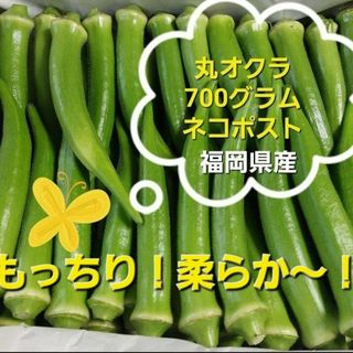 丸オクラ700g　朝採れ　福岡県産(野菜)