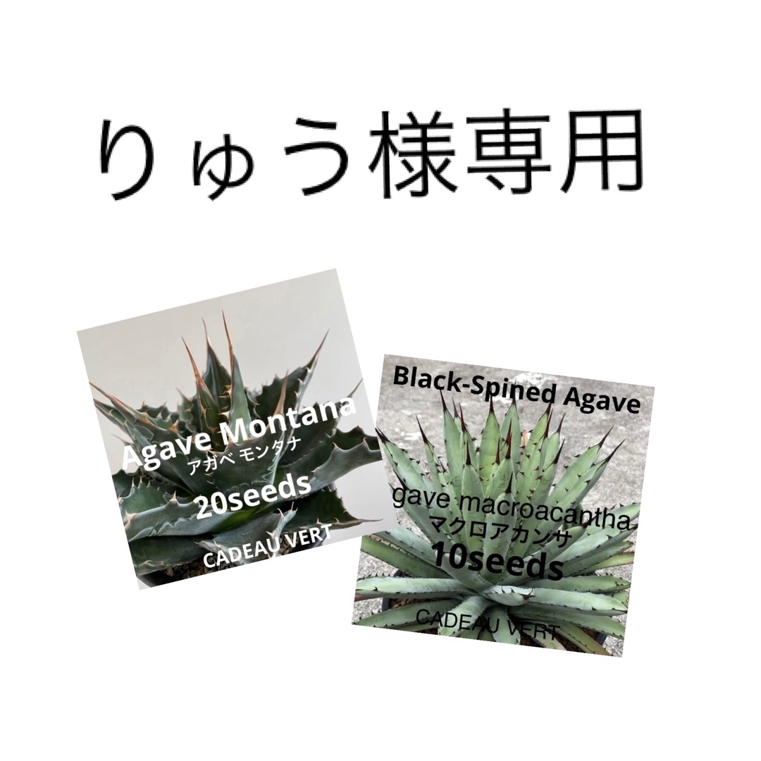 りゅう様専用】アガベ種子 2種セットの通販 by Blue Water's shop|ラクマ