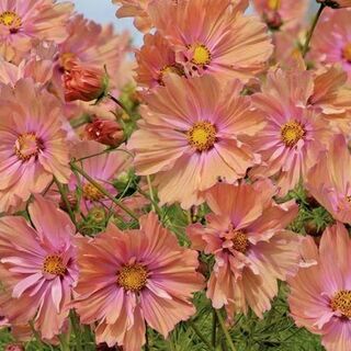 【花の種】３０粒　コスモス　アプリコッタ　優しいアプリコットピンク色(プランター)