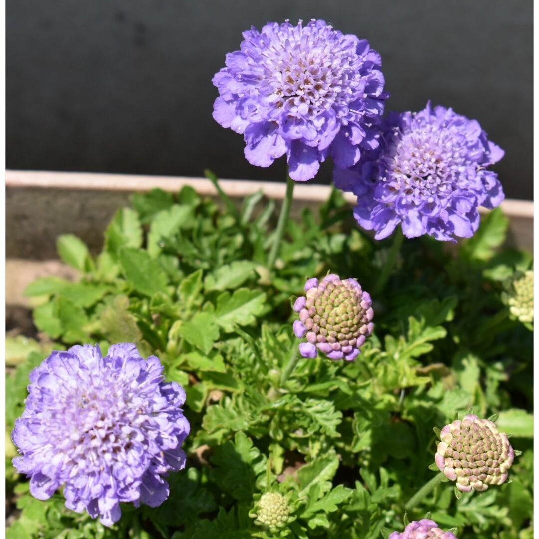 スカビオサ　ブルー　種20粒 ハンドメイドのフラワー/ガーデン(その他)の商品写真