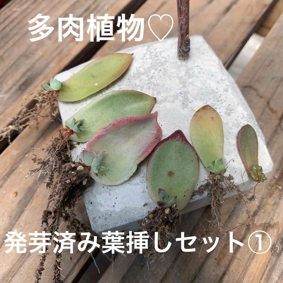 多肉植物♡発芽済み葉挿しセット① ハンドメイドのフラワー/ガーデン(その他)の商品写真