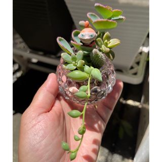 多肉植物　サボテン　寄せ植え　カット苗(その他)