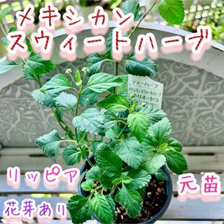 レアな　メキシカンスウィートハーブ　元苗　リッピア　花芽　ステビアの4倍甘味料(その他)