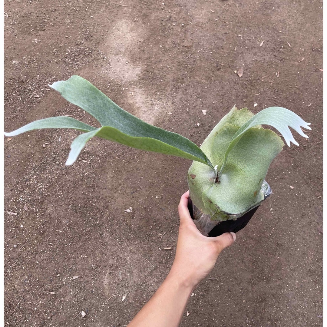【ご予約済み】P. bifurcatum Popcorn A