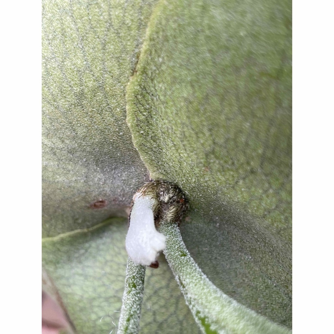 【ご予約済み】P. bifurcatum Popcorn A