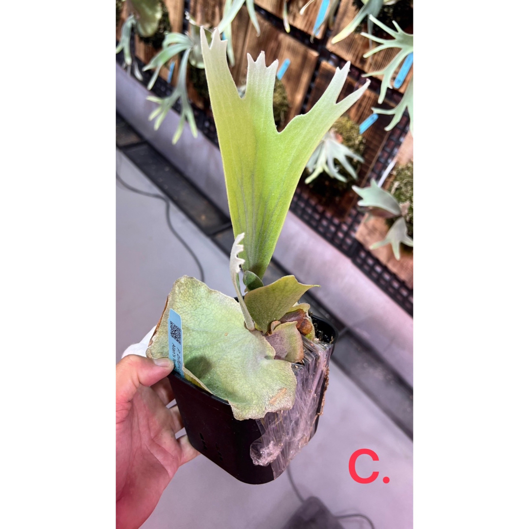 【ご予約済み】P. bifurcatum Popcorn C