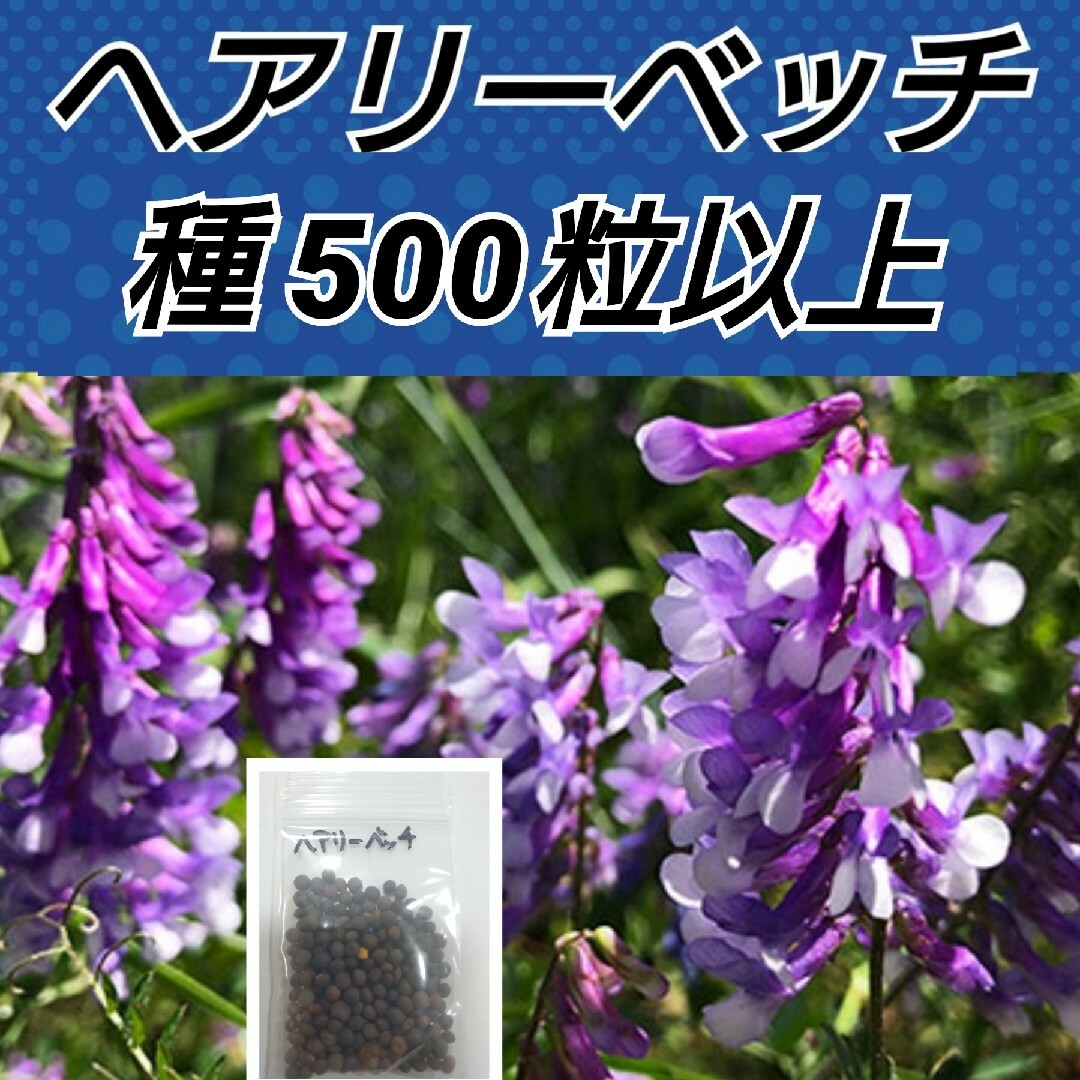 ヘアリーベッチ 花種500粒以上 ハンドメイドのフラワー/ガーデン(プランター)の商品写真