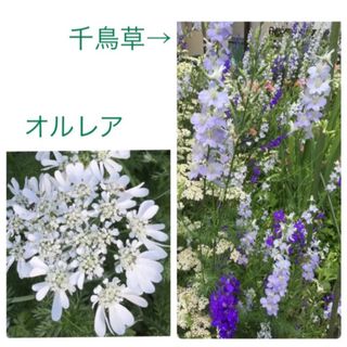 オルレアと千鳥草種(その他)