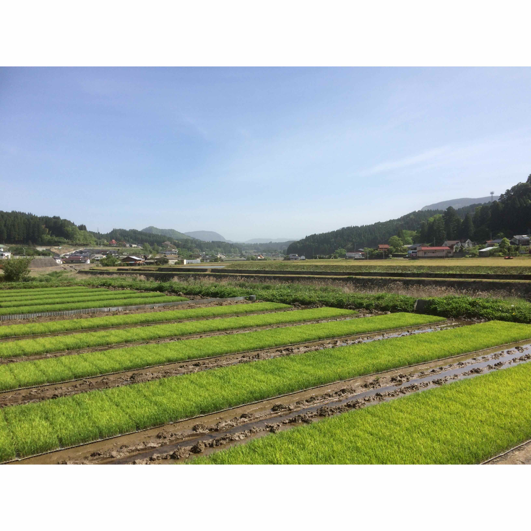 数量限定‼︎【送料無料】令和4年産『つや姫』10Kg×2袋 5