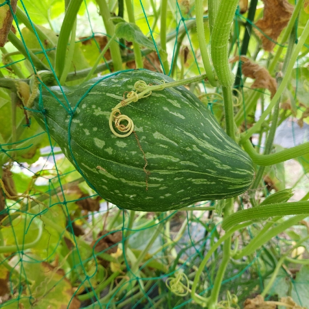 おまかせ野菜詰め合わせBOX【L】 食品/飲料/酒の食品(野菜)の商品写真