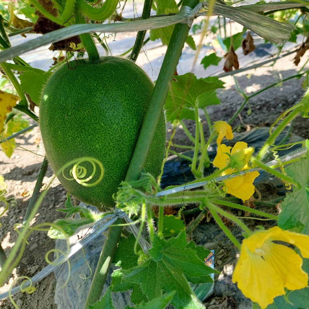 おまかせ野菜詰め合わせBOX【L】 食品/飲料/酒の食品(野菜)の商品写真