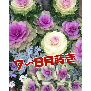 花の種　葉ボタ3種mix(その他)