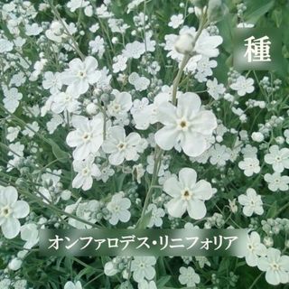 秋まき花の種　オンファロデス ・リニフォリア　30粒　シルバーリーフ　一年草(その他)