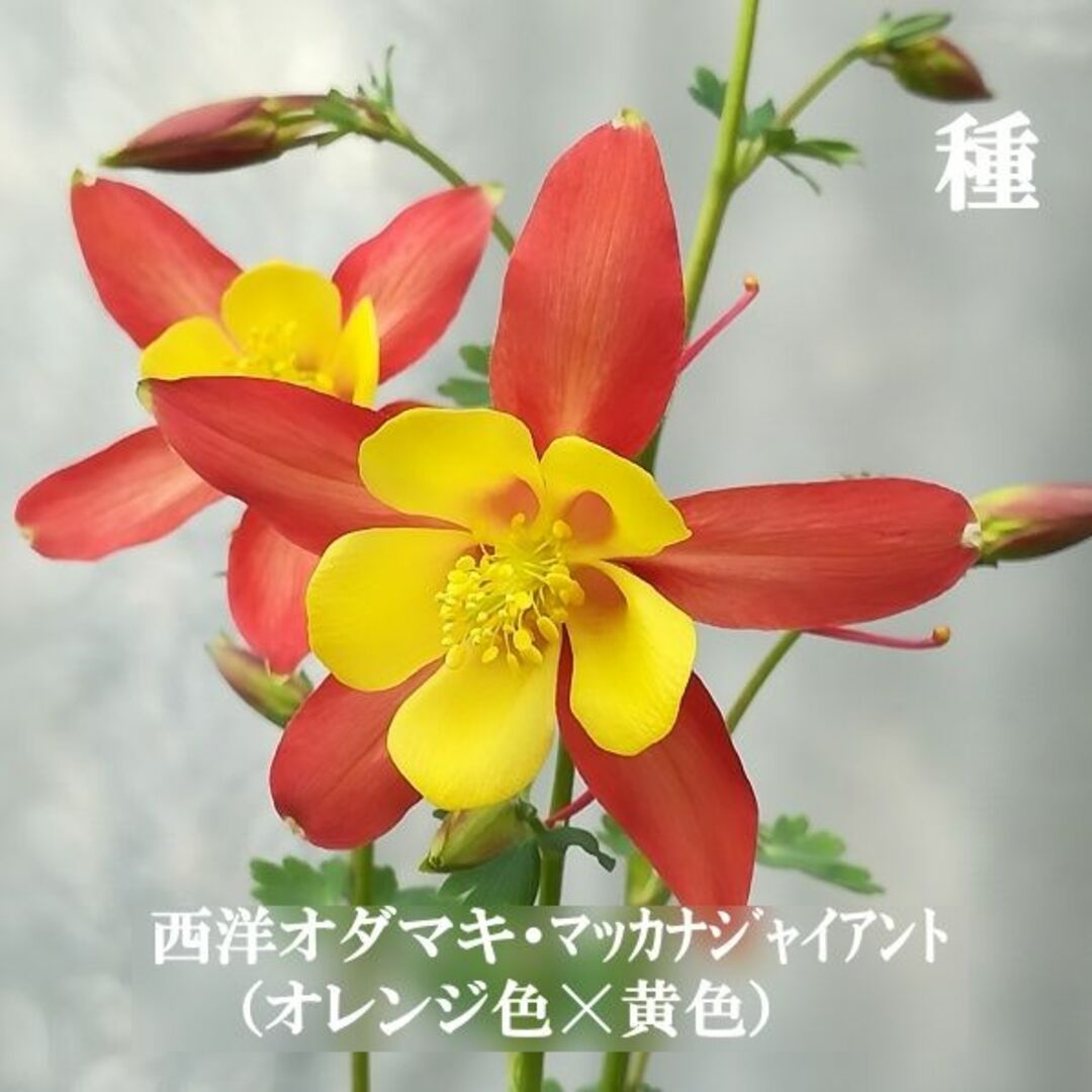 秋まき花の種　西洋オダマキ・マッカナジャイアント（オレンジ☓黄色）30粒　多年草 ハンドメイドのフラワー/ガーデン(その他)の商品写真