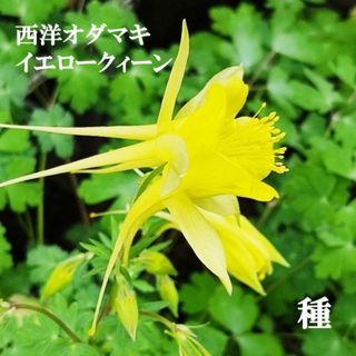 秋まき花の種　西洋オダマキ・イエロークィーン　30粒　多年草（宿根草）(その他)