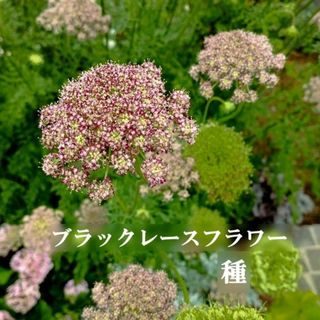 秋まき花の種　ブラックレースフラワー 100粒　切り花　ドライフラワー　一年草(その他)