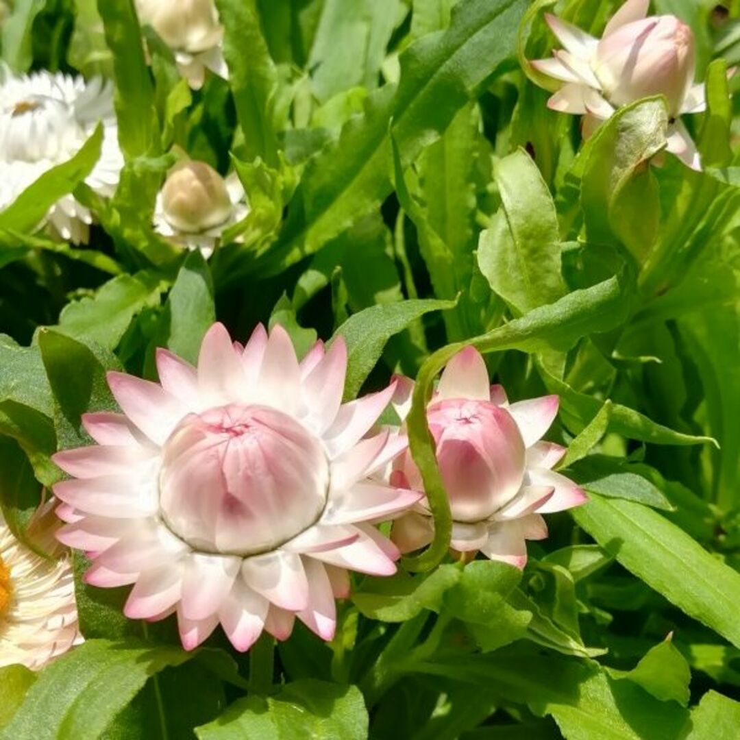 秋まき花の種　帝王貝細工・モンストローサ　50粒　ドライフラワー　一年草 ハンドメイドのフラワー/ガーデン(その他)の商品写真