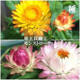 秋まき花の種　帝王貝細工・モンストローサ　50粒　ドライフラワー　一年草(その他)