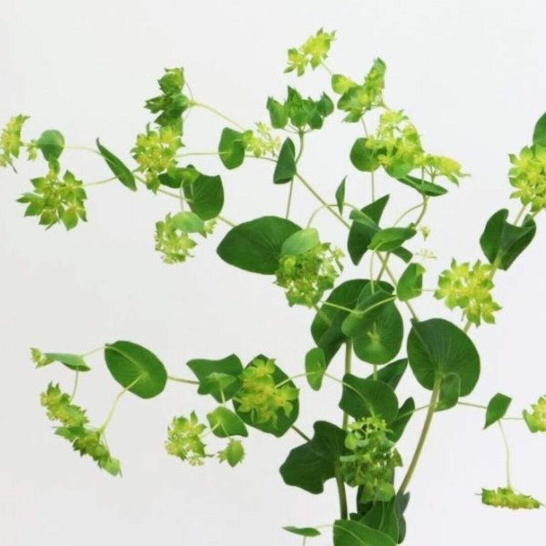秋まき花の種　 「ブプレリウム」30粒　フラワーアレンジメント　一年草 ハンドメイドのフラワー/ガーデン(その他)の商品写真