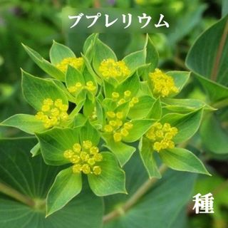 秋まき花の種　 「ブプレリウム」30粒　フラワーアレンジメント　一年草(その他)