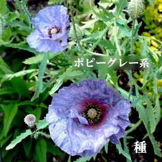 秋まき花の種　ポピー・グレー系　100粒　一年草　初心者向き(その他)