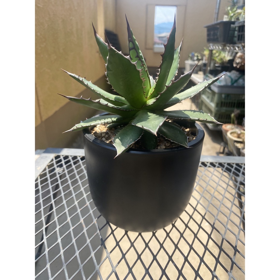 【AGAVE SALE】大株　アガベ　ホリダ