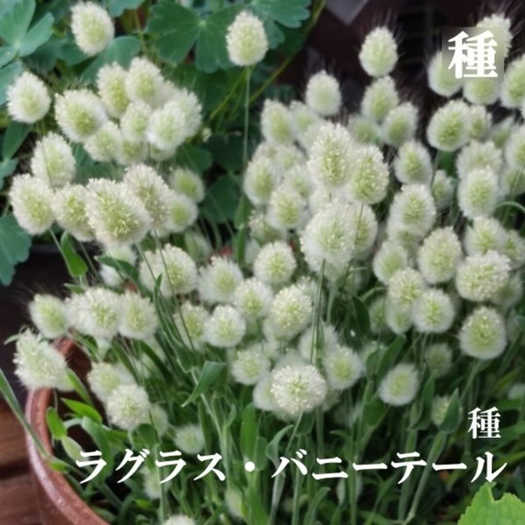 ラグラスバニーテールの種　秋まき種　花の種