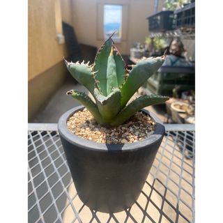 【AGAVE SALE】アガベ　チタノタ　ブルー(その他)