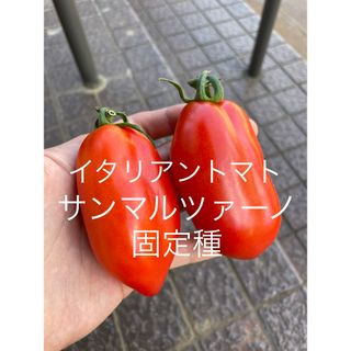 サンマルツァーノ　イタリアントマト　種(野菜)