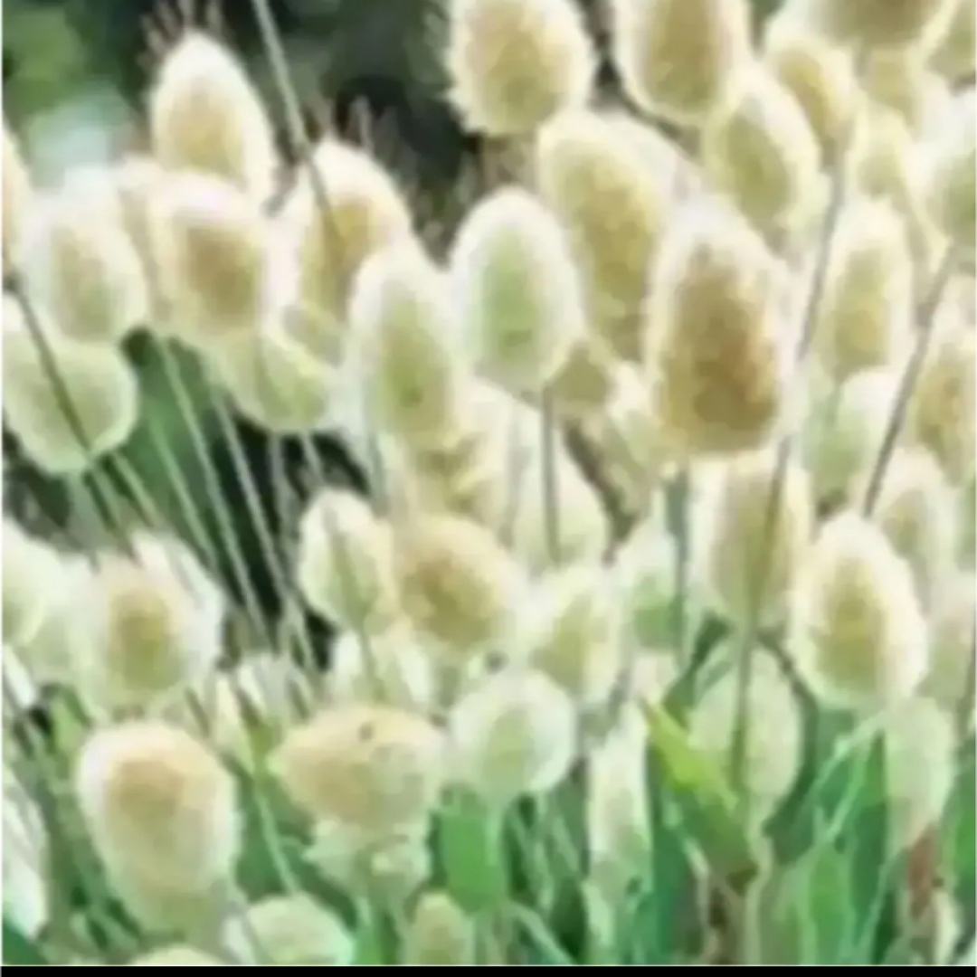 ラグラスバニーテールの種　秋まき種　花の種 ハンドメイドのフラワー/ガーデン(プランター)の商品写真